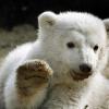 Eisbär-Baby Knut bei seinem ersten öffentlichen Auftritt im Berliner Zoo (Archivfoto 23.03.2007). dpa