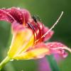 Die Taglilie ist nicht nur schön anzusehen - sie kann auch gegessen werden. Wir haben alle Infos zur Blume für Sie.