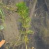 Die Carolina-Haarnixe wächst millionenfach in Höchstädter Seen und muss bekämpft werden. 