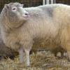 Klonschaf Dolly (undatiertes Archivfoto). Sieben Monate lang lebte die berühmteste Schafdame der Weltgeschichte ein ganz normales Leben. Dann wurde Dolly im Februar 1997 der Öffentlichkeit vorgestellt und das Schaf zierte weltweit die Titelseiten. Dolly war einzigartig, gerade weil sie es nicht war. Mit der Studie zu ihrer Entstehung begann das Klonzeitalter.