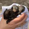 Drei Eichhörnchen-Babys sind zwischen Greifenberg und Eching von einem jungen Mann und der Polizei gerettet worden.