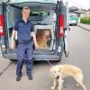 Nach einer Durchsuchung einer angeblichen Hundezucht im Bibertal hat die Polizei 20 Hunde und eine Katze mitgenommen und an Tierheime übergeben. 