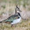 Ein Drittel der Vogelarten ist laut Vogelschutzbericht in den vergangenen zwölf Jahren im Bestand zurückgegangen, unter anderem der Kiebitz.