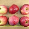Die Kaiser-Alexander-Äpfel heißen unter anderem auch Allerweltsapfel oder Napoleon.