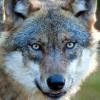 Ein Wolf hat ein Reh bei Eurasburg gerissen. Das belegt jetzt ein DNA-Test.