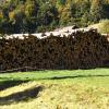 Wegen der Sturmschäden ist der Hiebsatz im Osterberger Gemeindewald doppelt so hoch ausgefallen wie in den Vorjahren. Doch der Markt ist nun gesättigt, deshalb wird Holz zwischengelagert.