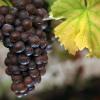 Deutschen Weintrauben setzen der Klimawandel und hartnäckige Pilzkrankheiten zu. Pilzwiderstandsfähige Rebsorten könnten die Lösung für nachhaltigen Weinbau der Zukunft sein.