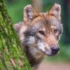 Ein Wolf soll auf einer Wiese bei Horgau ein Reh gerissen haben. Darauf deutet auch ein DNA-Test hin. Womöglich ist das Tier noch im Landkreis Augsburg unterwegs.