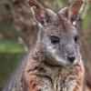 Dies ist ein Tammarkänguru.
