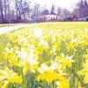 Von ihrer schönsten Seite zeigt sich derzeit die Friedrichsau, wie hier mit diesem Feld Narzissen. Gestern ist der neue Haupteingang zum Ulmer Stadtpark offiziell eröffnet worden. Ein großes Festwochenende folgt Ende Mai.  