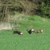 Ab dem 1. Mai ist die Jagd auf Rehwild wieder erlaubt. Rund 40 Prozent der Jahresquote wird in den kommenden Wochen erlegt, denn jetzt sind die Tiere aktiv und gut sichtbar. Nach Auskunft der Jäger und Forstbetriebe war es noch nie so günstig, sich mit frischem Wildbret einzudecken. 