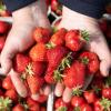 Warum sind Erdbeeren so gesund? Diese Frage beantworten wir Ihnen hier im Artikel – mitsamt Angaben zu Kalorien und Nährwerten.