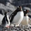 Ein schwules Pärchen Eselspinguine hat in Sydney ein Ei von einem anderen Paar bebrütet. Nun kam das Küken zur Welt.