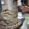 Schuhe aus Schlangen- oder Handtaschen aus Krokoleder, sogar ausgestopfte Tiere werden immer wieder als exotische Mitbringsel angepriesen. Die Einfuhr nach Deutschland steht unter Strafe.