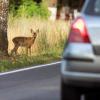 Im Herbst müssen Autofahrer verstärkt mit Wildwechsel rechnen. Ein Augsburger ist am Samstag einem Tier ausgewichen, woraufhin sein Fahrzeug in einen Graben schleuderte.