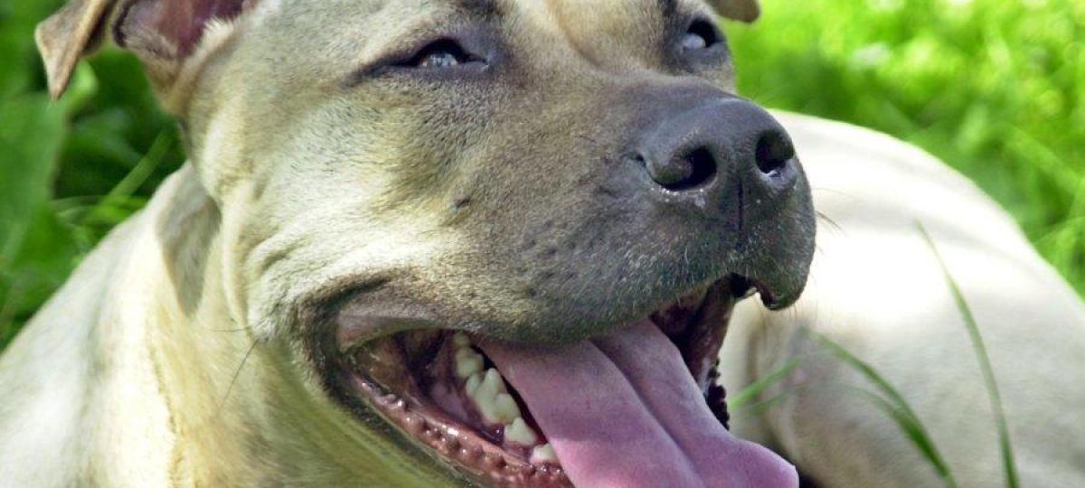 Hund beißt Spaziergängerin – Halterin läuft weiter