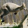 "Skippy", das Känguru hüpft durch das Sauerland. Das herrenlose Tier soll möglichst schnell eingefangen werden, so die Polizei. Symbolbild 