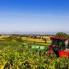 Ein Traubenvollernter des Weingut Löffler erntet die ersten Weintrauben.