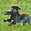 Nach dem bayerischen Jagdgesetz dürfen bei jeder Such-, Drück-, Riegel- und Treibjagd sowie bei Jagd auf Wasserwild nur "brauchbare" Jagdhunde eingesetzt werden.