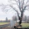 Entlang der Bahnlinie in St. Alban wurden Bäume abgeschnitten. 	