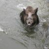 Eine Rotte Wildschweine ist seit Montagmorgen in der Augsburger Innenstadt unterwegs. 
