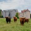 Hochlandrinder weiden im Bereich Am Pfannenstiel. 