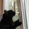 Bei dem Versuch, durch ein geöffnetes Fenster zu klettern, können sich Katzen schlimm verletzten.