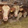 Geplante Tierschutzverordnungen stellen Milchviehbetriebe vor neue Herausforderungen. 