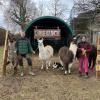 Thomas Salcher und Kerstin Jütting haben mit ihren Lamas und der Luna-Ranch eine neue Heimat gefunden.