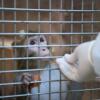 Auch Affen werden für Tierversuche eingesetzt.