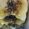 Das Volk ist viel zu klein. Unter den Knubbeln auf den Waben wachsen neue Drohnen heran. Das sind männliche Bienen. Sie entstehen aus unbefruchteten Eiern.  