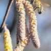Nach dem langen Winter werden jetzt die Bienen wieder aktiv. Haselkätzchen sind wichtige frühe Nahrung für die geschwächten Insekten. 
