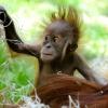 Ein Orang-Utan-Weibchen bekam drei Kinder, von denen nur eines überlebte.