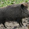 Etwa 70 Kilogramm schwer war laut Polizei das Wildschwein, das am Sonntagnachmittag im Spickelbad erschossen wurde.