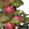 Auf Streuobstwiesen werden oft alte Sorten angebaut. Auch wenn die Äpfel die eine oder andere Delle haben, verarbeitet schmecken sie wunderbar.