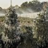 Eiszapfen hängen in einer Gärtnerei im US-Bundesstaat Florida von den Ästen zweier Bäume. Gärtner besprühen ihre Pflanzen mit Wasser, um sie vor der ungewöhnlichen Kälte zu schützen.