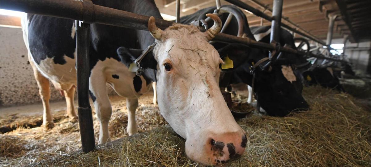 Anbindehaltung bei Lieferanten: „Preis der Herzlosigkeit 2025“ für Molkerei Ehrmann