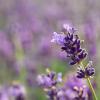 Der echte Lavendel ist zur Arzneipflanze des Jahres ernannt worden. Er hat eine beruhigende Wirkung und kann vielseitig eingesetzt werden.  	