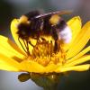 Eigentlich tun sie ja nix - nur Gutes. Eine Erdhummel, die zur Gattung der echten Bienen gehört, sitzt auf der Blüte einer Stauden-Sonnenblume und sammelt zum Ende der Sommertracht Nektar für den Wintervorrat.