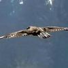 Steinadler beeindrucken nicht nur Vogelkundler mit ihrer enormen Flügelspannweite von bis zu 2,3 Metern. Leons Bilder von dem Tier sind zwar von weit weg aufgenommen, doch ausreichend, um das Tier eindeutig zu bestimmen.  	