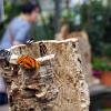 Sie gehören zu den Attraktionen im Botanischen Garten: Zum 15. Mal sind ab 9. Februar tropische Schmetterlinge in der Pflanzenwelt unter Glas zu sehen.