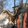 Die Dillinger Polizei ermittelt im Fall eines toten Falken (Symbolfoto). Der getötete Vogel wurde am Freitagnachmittag um 16.45 Uhr in einem Garten im Bissinger Ortsteil Leiheim entdeckt. 