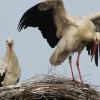Freude in Rammingen: Das Nest auf dem Silo der Familie Reiber ist inzwischen „belegt“ und das Storchenpaar hat schon drei Eier ausgebrütet. 