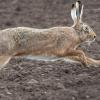 Verletzungen hat eine 15-jährige Mofafahrerin bei einem Unfall in Wertingen erlitten. Ein Hase (Symbolfoto) war ihr vor das Zweirad gelaufen.