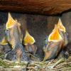 Ein Geräusch, das immer seltener zu hören ist: Der Bestand an Vögeln ist in den vergangenen 25 Jahren deutlich zurückgegangen. Nurmehr 46 Prozent der Brutvögel in Bayern gelten als nicht gefährdet.