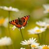 Das Ziel der Günztal-Stiftung: ein Biotopverbund für Insekten. Denn auch ehemals weit verbreitete Schmetterlingsarten wie der „Kleine Fuchs“ gehen in ihrem Bestand zurück. 	
