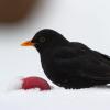 Der Bayerische Landesbund für Vogelschutz und der Naturschutzbund rufen alle Vogelfreunde auf, im Januar alle Vögel in Garten oder auf dem Balkon zu zählen.