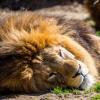 Bleiben die Auflagen für die Besucherzahlen im Münchner Tierpark Hellabrunn so streng, müssten eventuell die Löwen abgegeben werden.