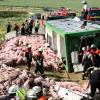 Beim Unfall eines Tiertransporters kamen 350 Ferkel ums Leben.