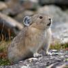 Die Wissenschaft zählt Eurolagus zur Familie der Pfeifhasen. Heute leben diese hamsterähnlichen Tiere in Zentralasien und Nordamerika – beispielsweise im Rocky-Mountain-Nationalpark in Colorado. 